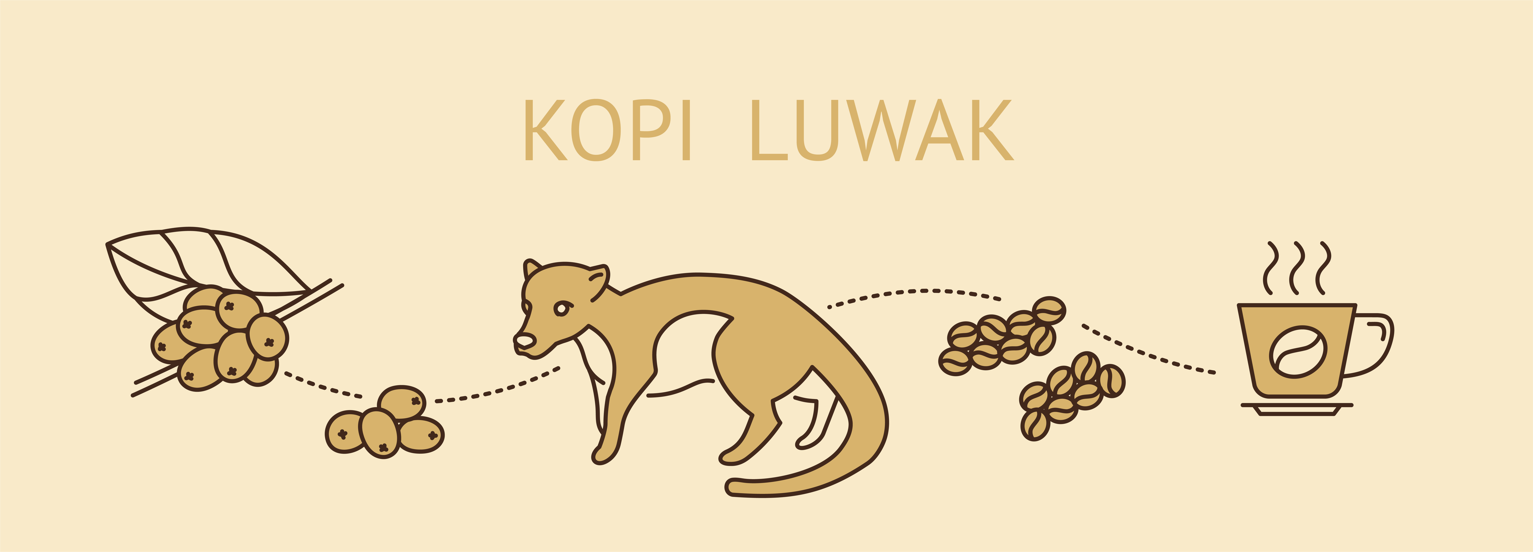 stages of production of coffee beans kopi luwak on white background