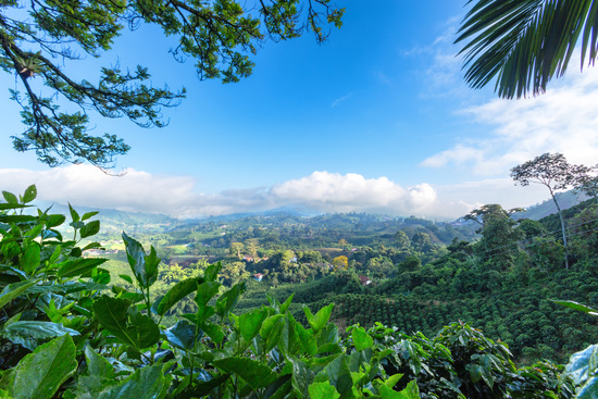 Early morning View of a Coffee plantation near Manizales in the Coffee Triangle of Colombia.