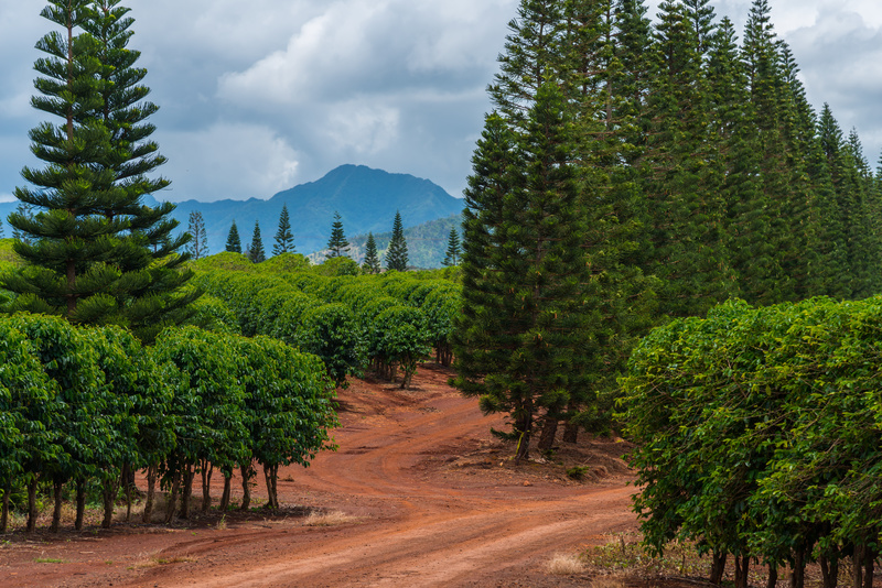 Hawaii Kona / ©Gordon Fahey - stock.adobe.com, G. Ward Fahey