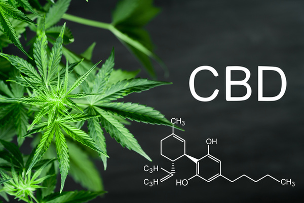 CBD Beautiful background green cannabis flowers copy space
