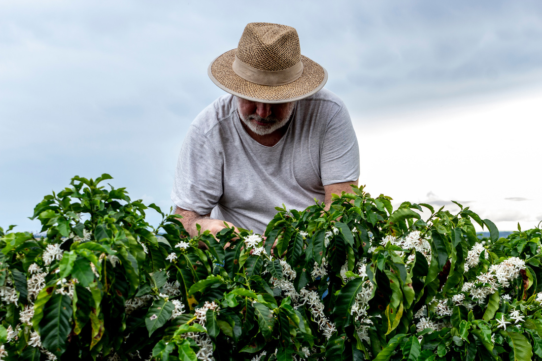 Middle-aged farmer analyzes the flowering of a coffee plantation background, in Brazil