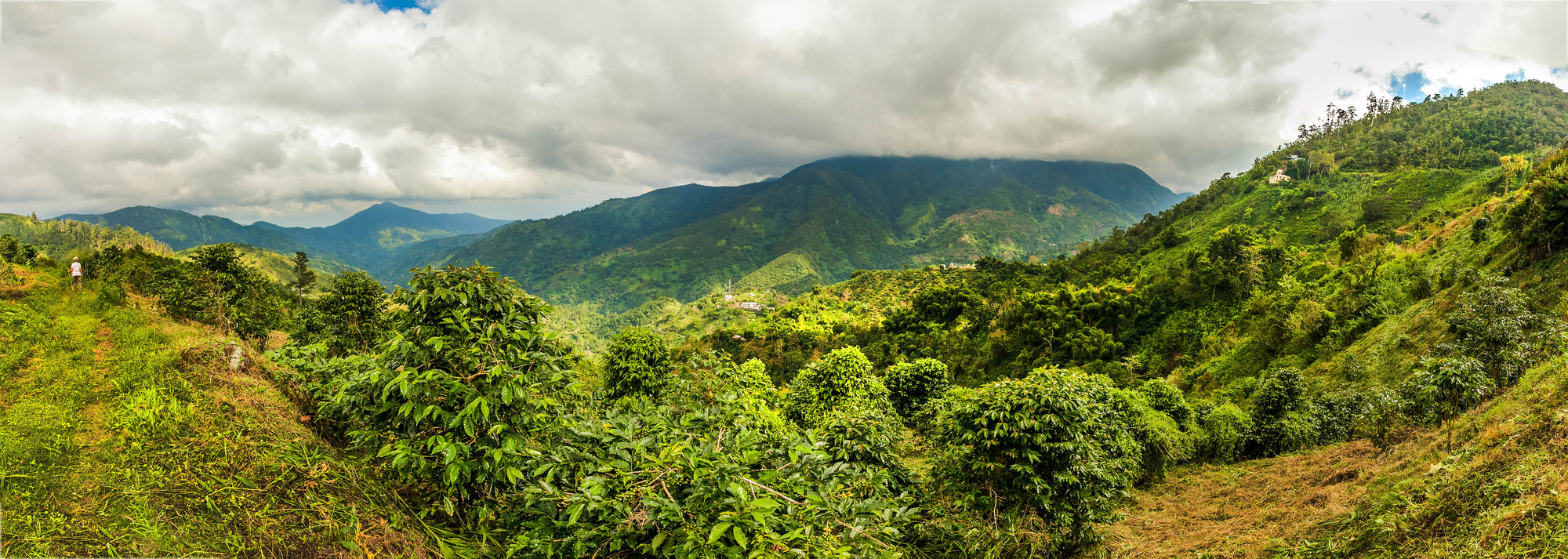 Blue mountains of Jamaica coffee growth place hills