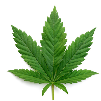 Green cannabis leaves isolated on white background. Growing medical marijuana.