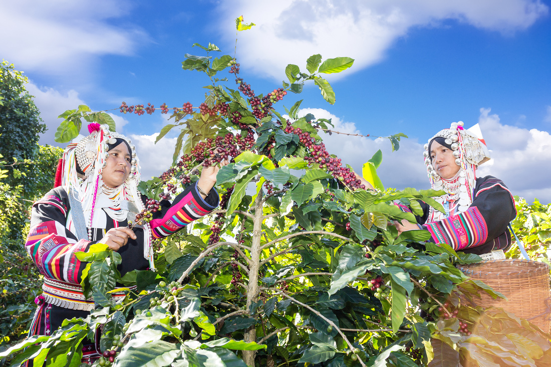 Two tribal women in Indigenous tribal dress, Clothing adorned with silver are harvesting ripe coffee beans in the garden