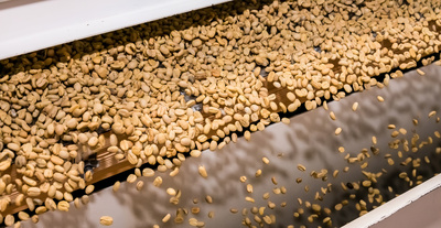 Mechanised Coffee bean processing, Raw Coffee Bean sorting and processing in a factory