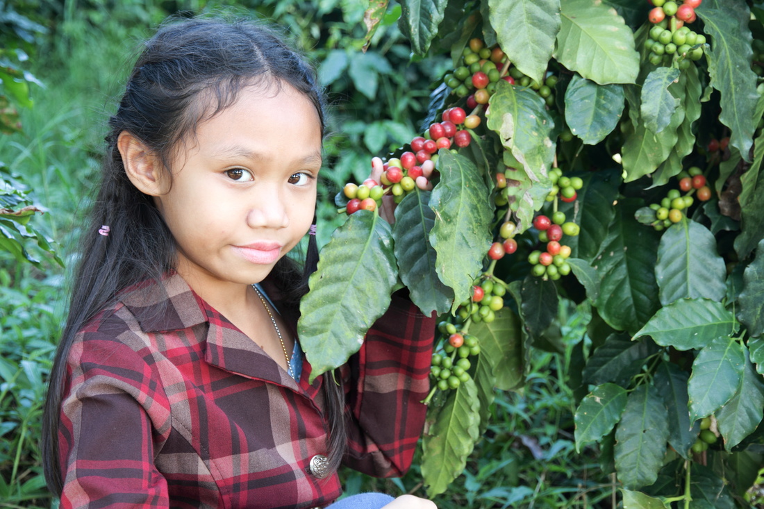 Asia girl in coffee plantations at Chiang mai, Thailand.