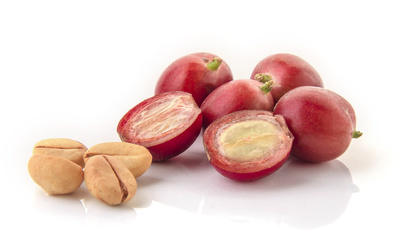 Red coffee beans on a branch of coffee tree, ripe and unripe berries isolated on white background