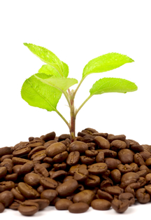Green plant growing on a coffee beans against a white background