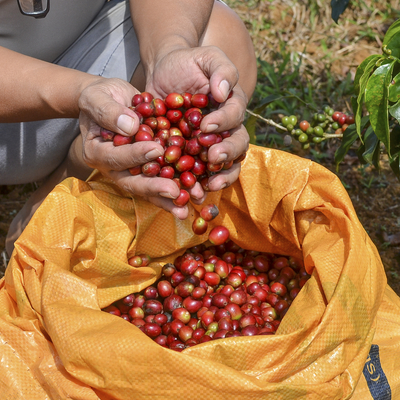 Farmer with a sack of red arabica coffee berries hand picking at coffee plantation