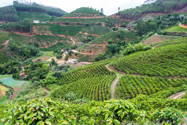 Coffee plantations in the mountains of Espírito Santo, in Brazil