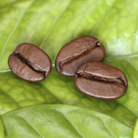 Three roasted coffee beans lying on the coffee leaf. Close-up.