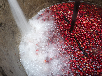 red ripe coffee cherry washing, cleaning, floating and selecing in coffee processing