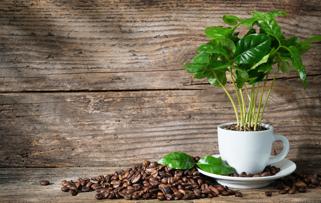 Coffee plant in coffee cup on rustic wooden background