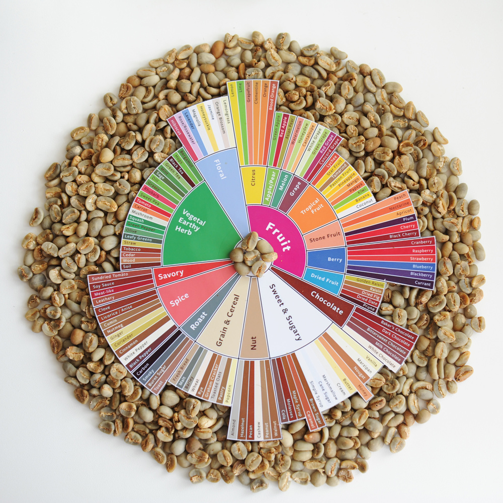 Specialty coffee concept. Raw green coffee beans on taster's flavor wheel. Top view. White background. Third wave coffee